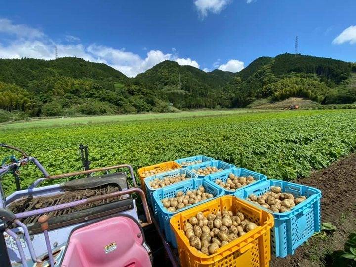 野菜が実った農業部門の畑の写真